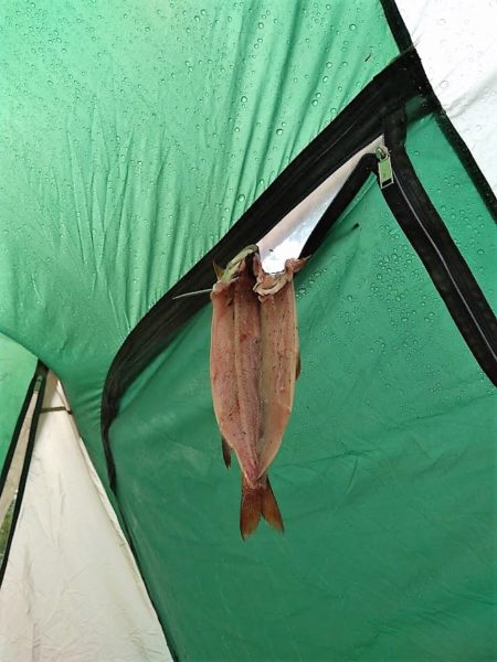 fish
